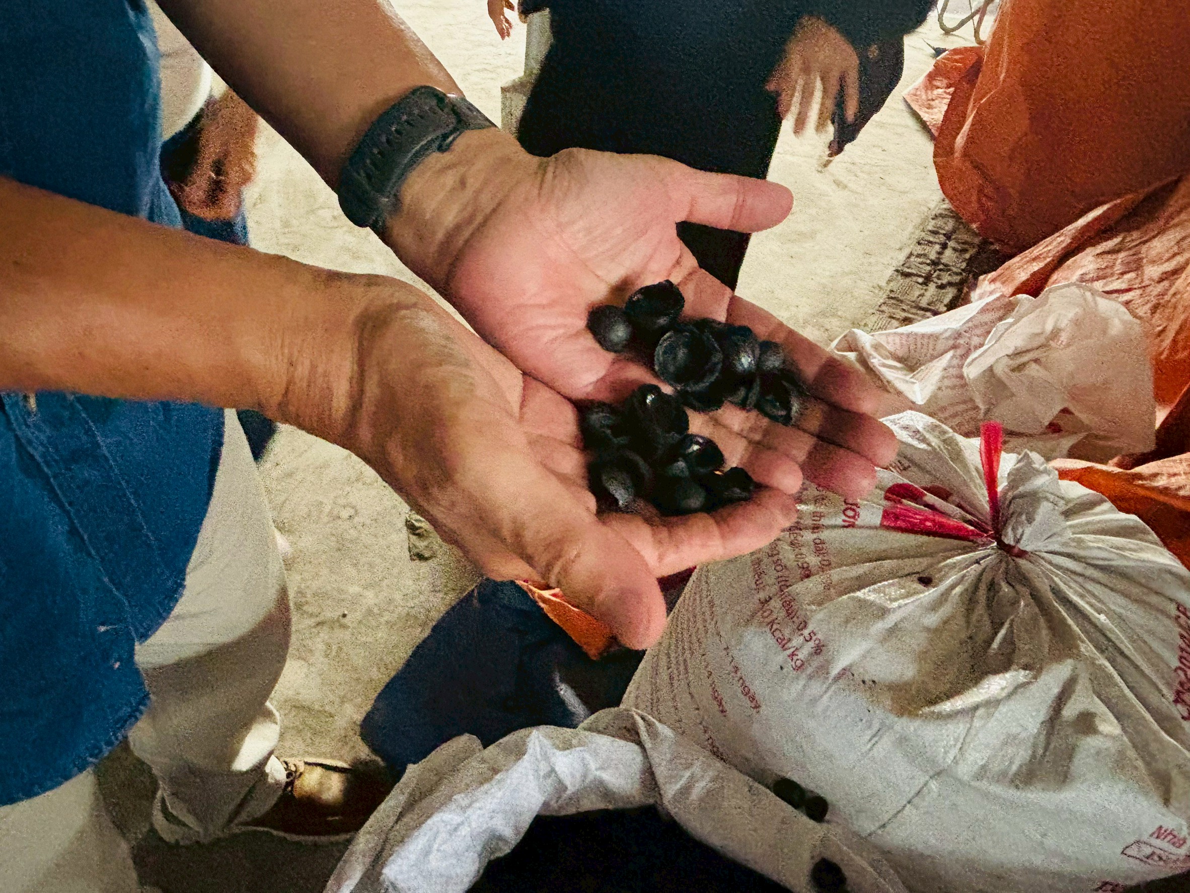 line album 20251102 biochar company hcmc 251110 15